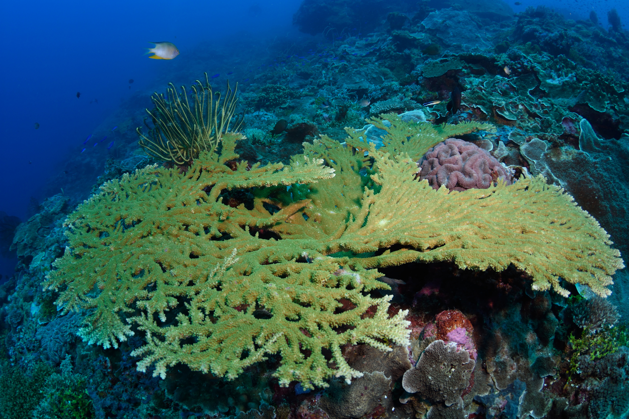 rowley shoals, western australia (2).webp